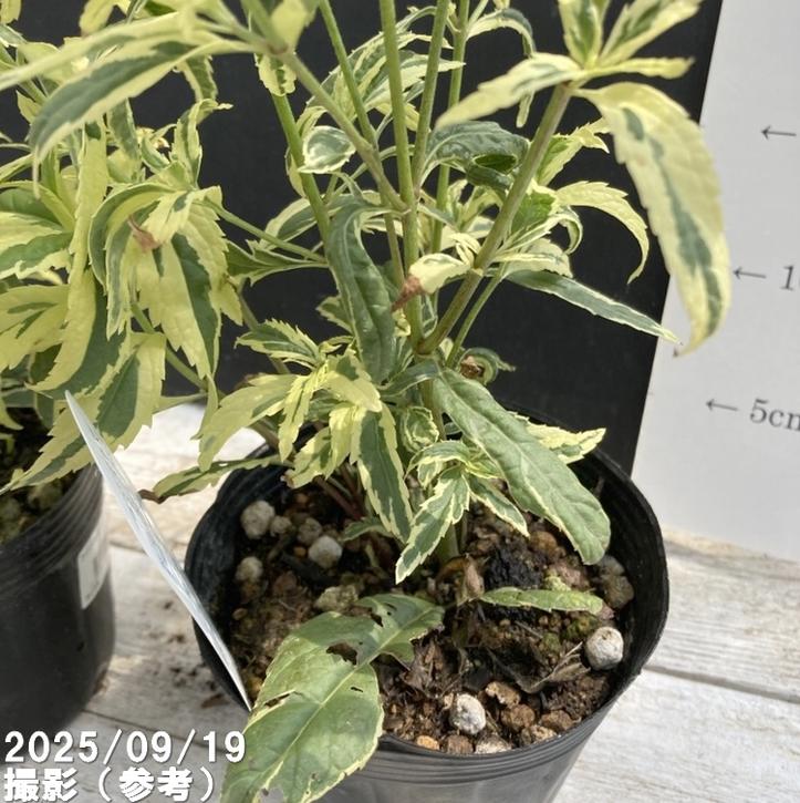 斑入りフジバカマ 4号×2鉢セット｜草花04-PA | 草花 | 赤塚植物園