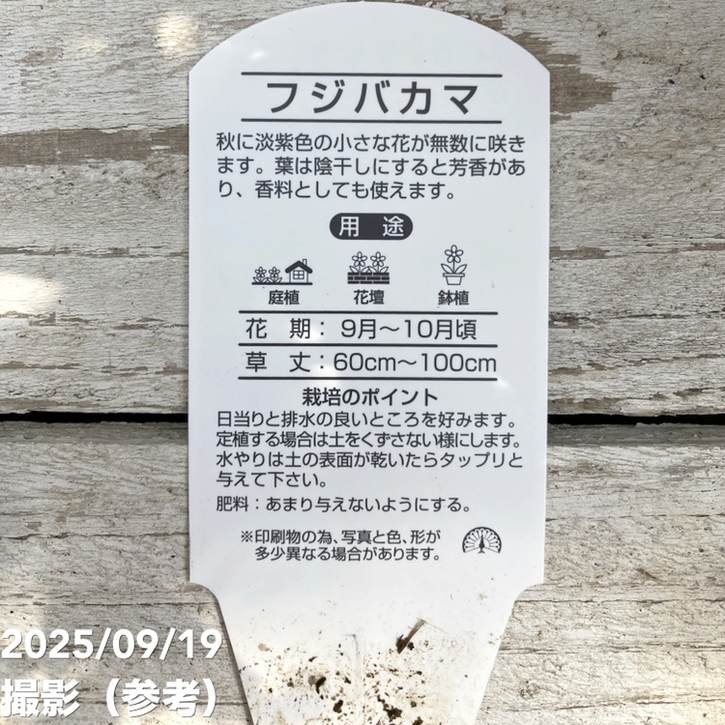 斑入りフジバカマ 4号×2鉢セット｜草花04-PA | 草花 | 赤塚植物園