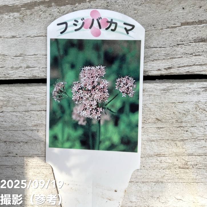 確認用　フジバカマ　斑入り　2ポット 確認用 フジバカマ 斑入り 2ポット 斑入り 『フジバカマ』 | すべての