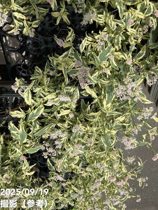 斑入りフジバカマ 4号×2鉢セット｜草花04-PA | 草花 | 赤塚植物園