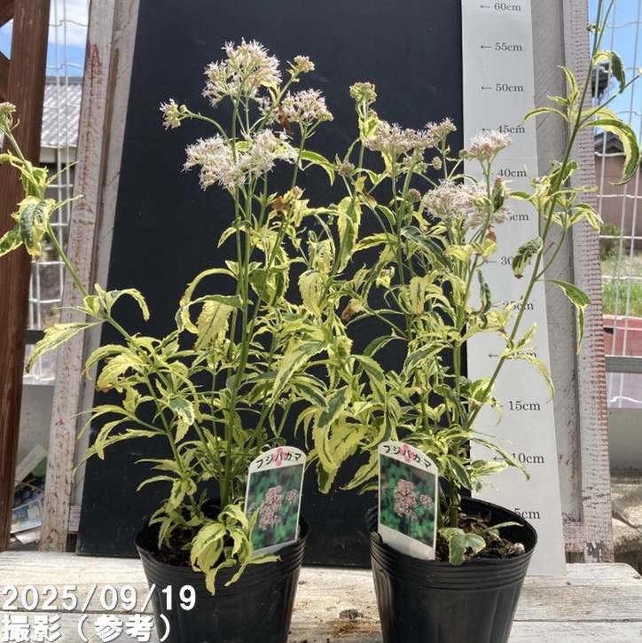 斑入りフジバカマ 4号×2鉢セット｜草花04-PA | 草花 | 赤塚植物園