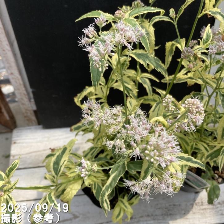 斑入りフジバカマ 4号×2鉢セット｜草花04-PA | 草花 | 赤塚植物園