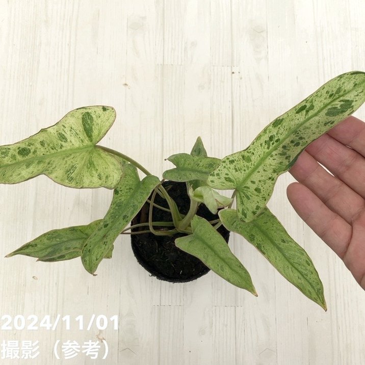 18 フィロデンドロン　パライソベルデ　白斑入り　アルボ　激レア 18 フィロデンドロン パライソベルデ 白斑入り アルボ 激レア