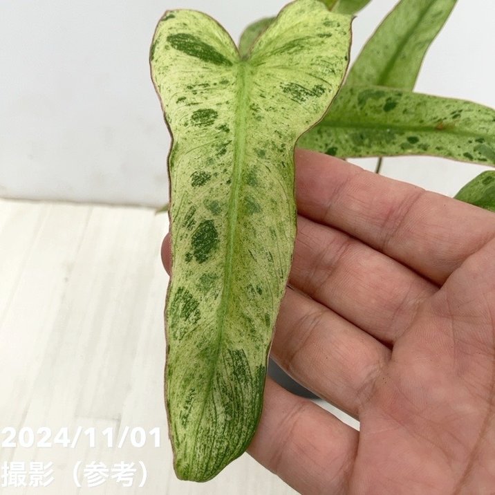 18 フィロデンドロン　パライソベルデ　白斑入り　アルボ　激レア 18 フィロデンドロン パライソベルデ 白斑入り アルボ 激レア
