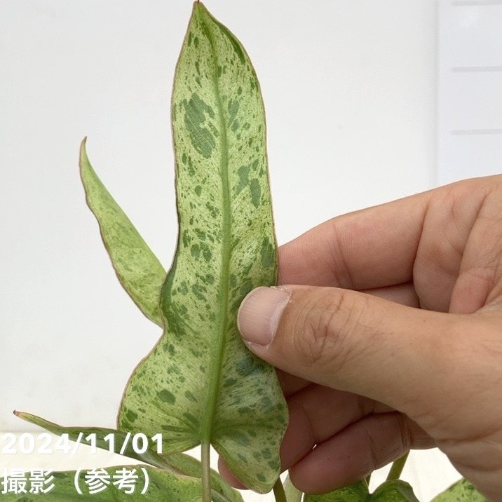 18 フィロデンドロン　パライソベルデ　白斑入り　アルボ　激レア 18 フィロデンドロン パライソベルデ 白斑入り アルボ 激レア