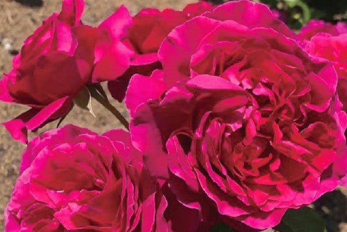 バラ大苗 彩（あや） 7号ロングスリット鉢 河本バラ園｜花木04-PA