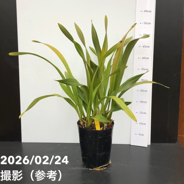 花芽3個＞ミスマフェット 4号｜ミツバチ蘭｜洋蘭10-TU | 草花,蘭
