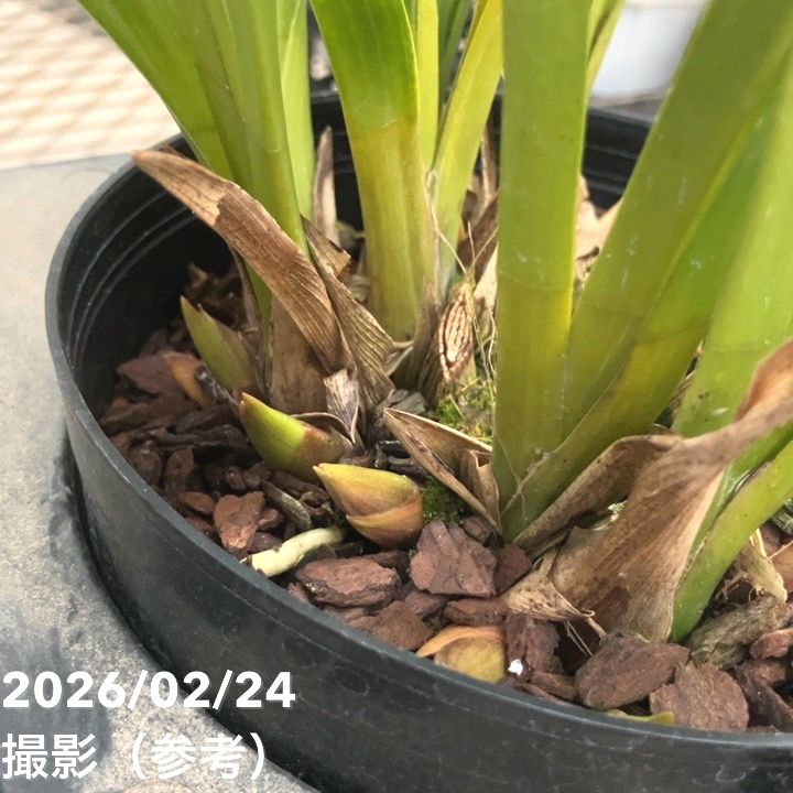 花芽3個＞ミスマフェット 4号｜ミツバチ蘭｜洋蘭10-TU | 草花,蘭