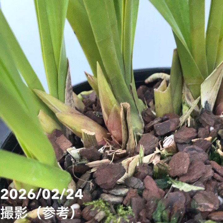 花芽3個＞ミスマフェット 4号｜ミツバチ蘭｜洋蘭10-TU | 草花,蘭