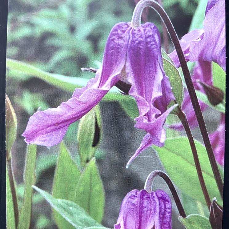 クレマチス インテグリフォリア系(木立性) ロゼア 4号|草花04-PA