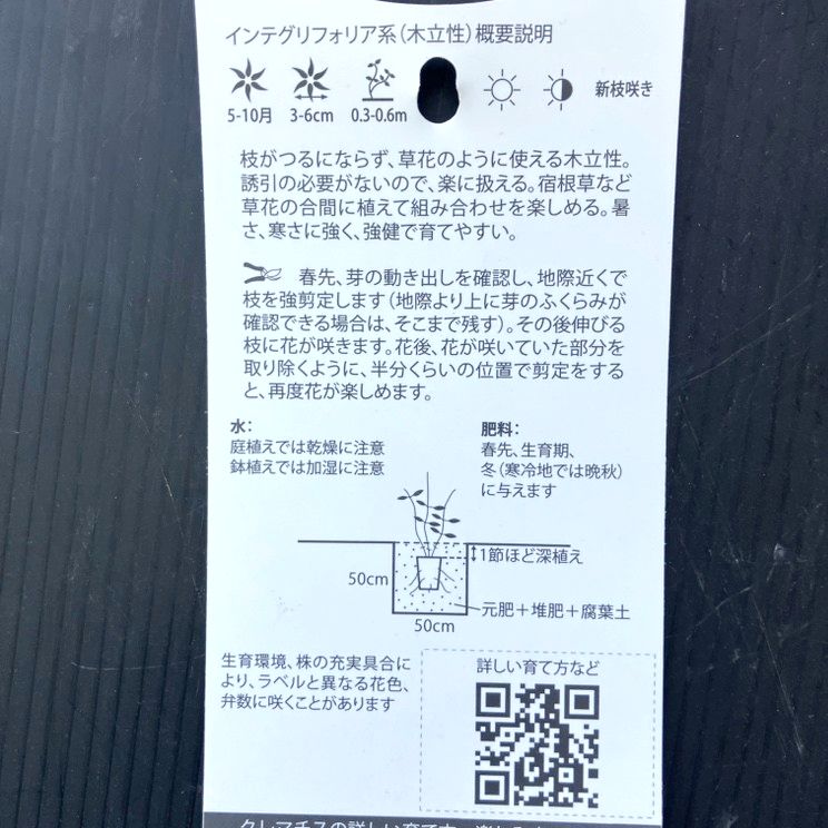 クレマチス インテグリフォリア系(木立性) ロゼア 4号|草花04-PA