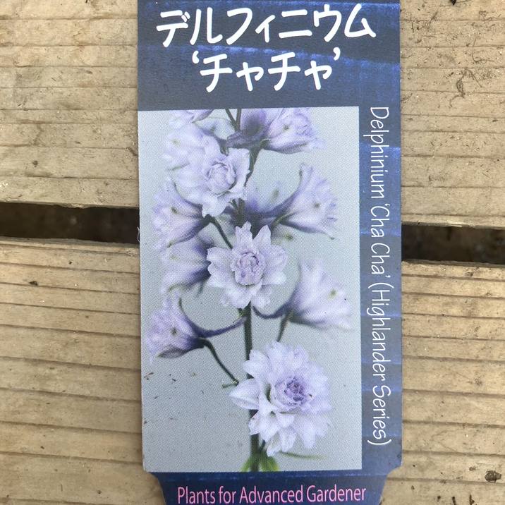 チャチャ様オーダー専用（4月16日迄お取り置き） 【公式通販】