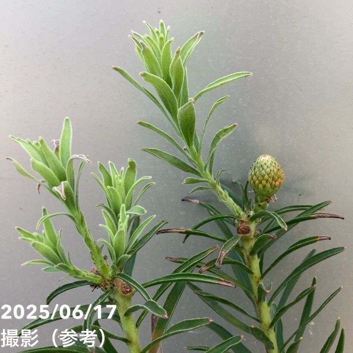 リューコスペルマム サクセスフル 6号|花木10-TU | 花木・庭木 リューコスペルマム サクセスフル 6号|花木10-TU | 花木・庭木