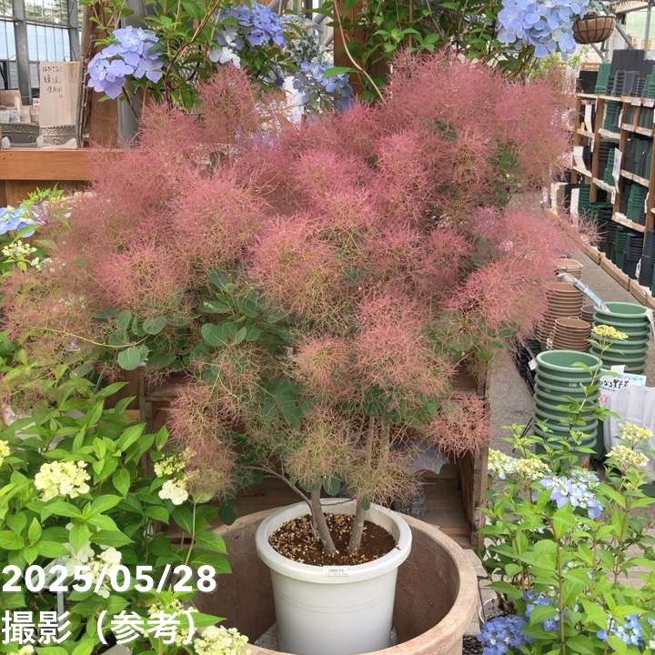 スモークツリー　ピンクファー　鉢植え 楽天市場】スモークツリー「ピンクファーC」6号大鉢 樹高鉢底