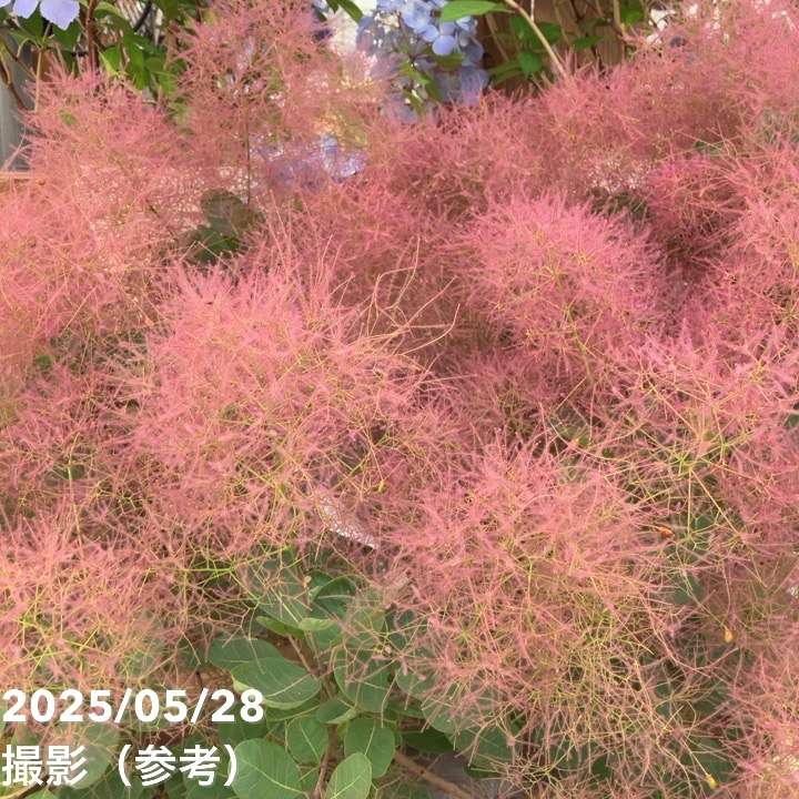 スモークツリー パープルファー 8号｜SG（代引き不可）｜花木04-PA