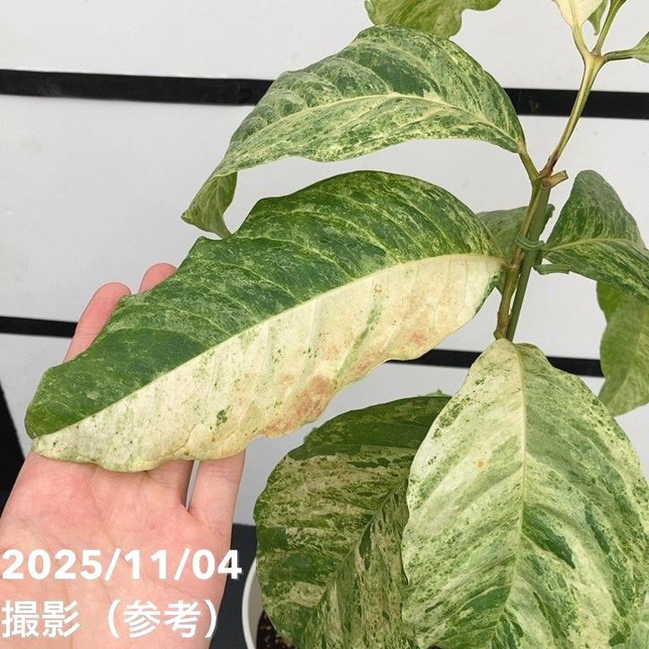 斑入り コーヒーの木 斑入りコーヒーの木@生長日記｜🍀GreenSnap（グリーンスナップ）
