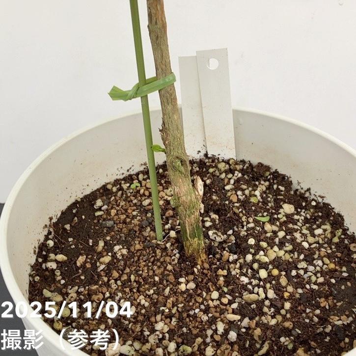 激レア！現品お届け】コーヒーの木 アラビカ 6号 斑入り 接木苗 白プラ