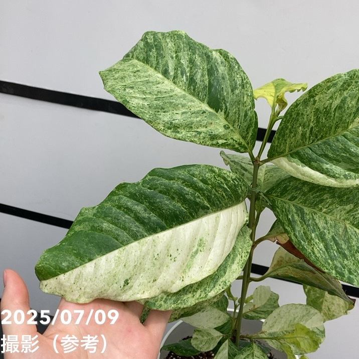 激レア！現品お届け】コーヒーの木 アラビカ 6号 斑入り 接木苗 白プラ