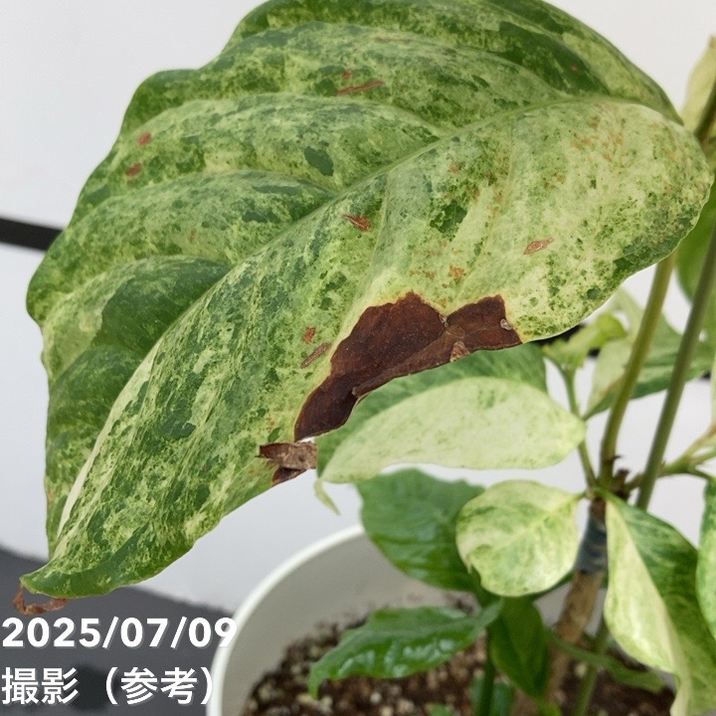 コーヒーの木 斑入り 4年 80センチ コーヒーの木 斑入り 4年 80センチ