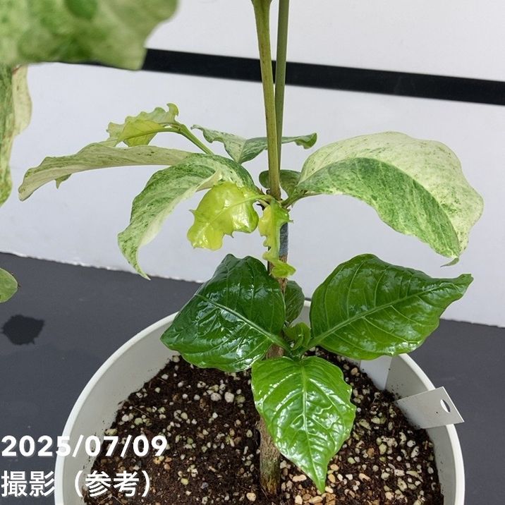 激レア！現品お届け】コーヒーの木 アラビカ 6号 斑入り 接木苗 白プラ