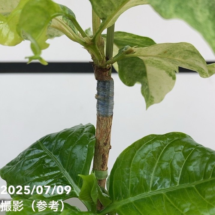 激レア！現品お届け】コーヒーの木 アラビカ 6号 斑入り 接木苗 白プラ