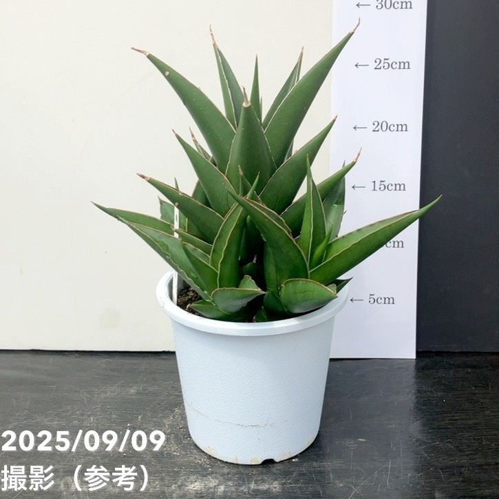 【限定2鉢】<子株付き充実株>サンスベリア 5号 タワーブルー Tower Blue 白プラ鉢仕様|観葉02-D2