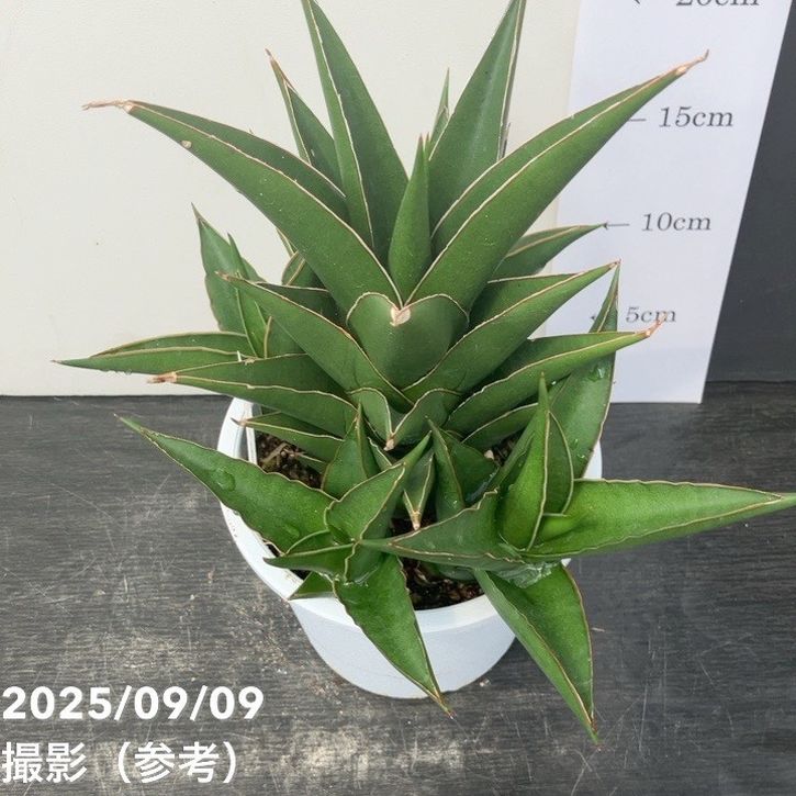 限定2鉢】＜子株付き充実株＞サンスベリア 5号 タワーブルー Tower