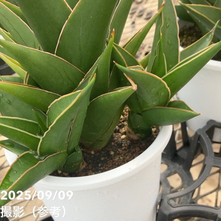 限定2鉢】＜子株付き充実株＞サンスベリア 5号 タワーブルー Tower