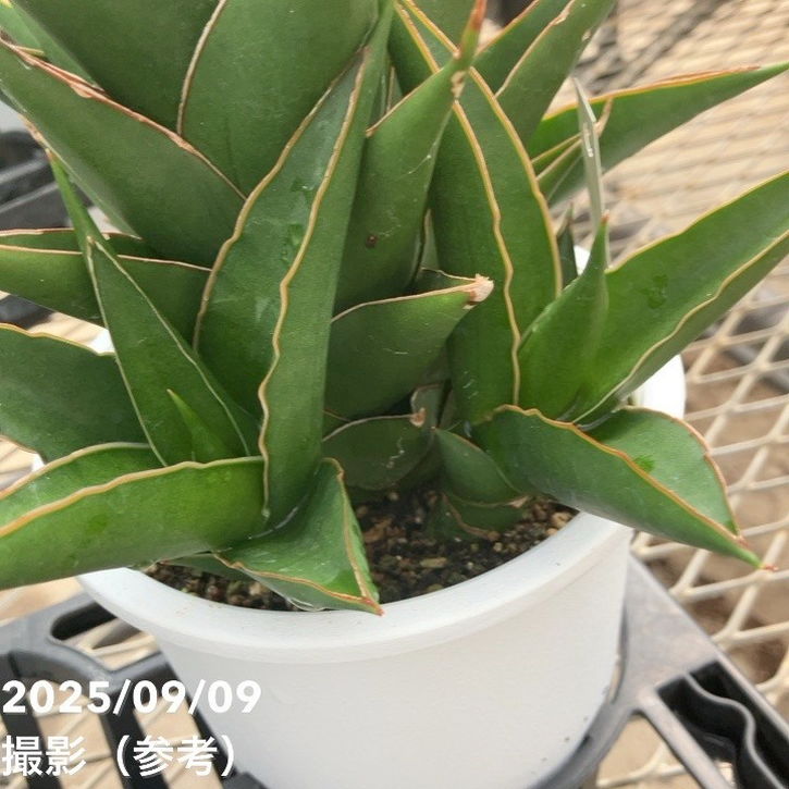 限定2鉢】＜子株付き充実株＞サンスベリア 5号 タワーブルー Tower