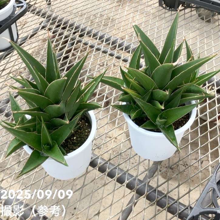 限定2鉢】＜子株付き充実株＞サンスベリア 5号 タワーブルー Tower