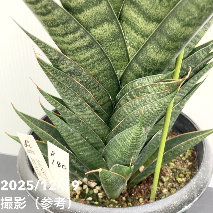 激レア！現品お届け】サンスベリア 5号 ブラックキャッスル（S180