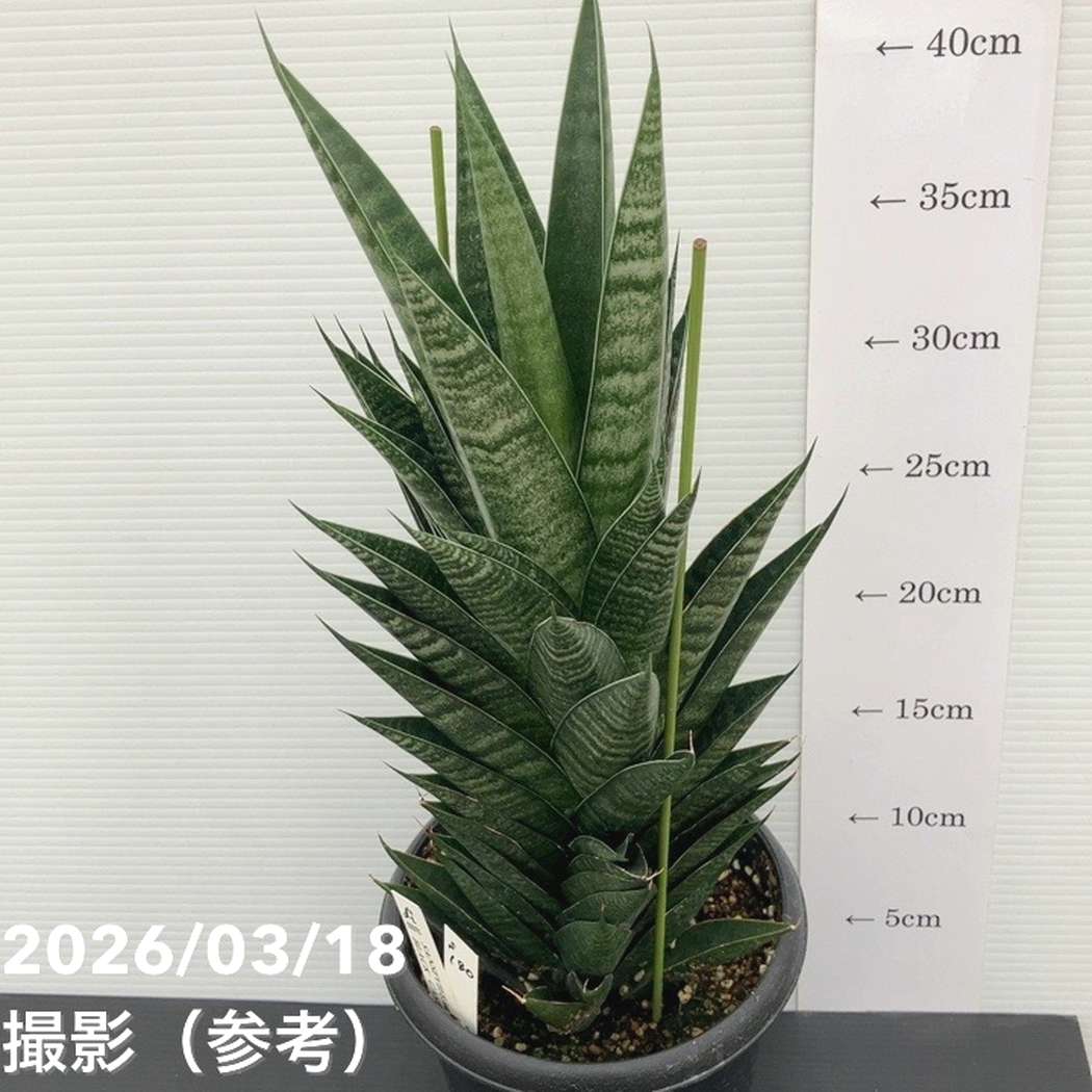 激レア！現品お届け】サンスベリア 5号 ブラックキャッスル（S180