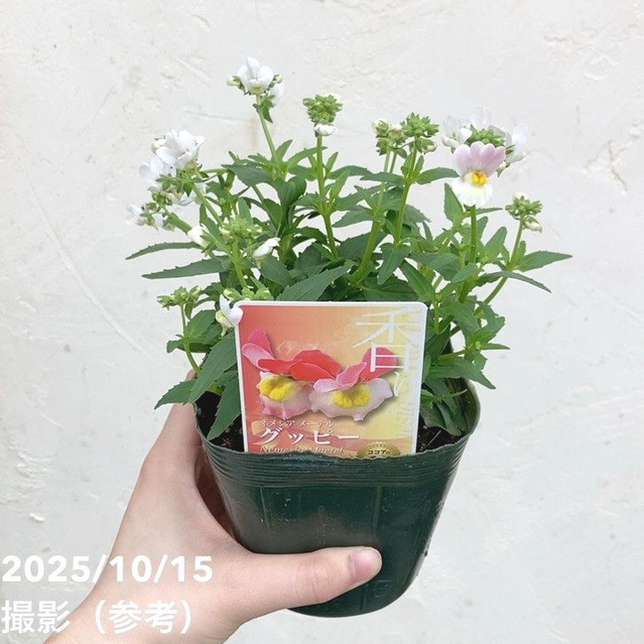 ネメシア メーテル グッピー 3.5号×3株セット｜草花04-PA | 草花