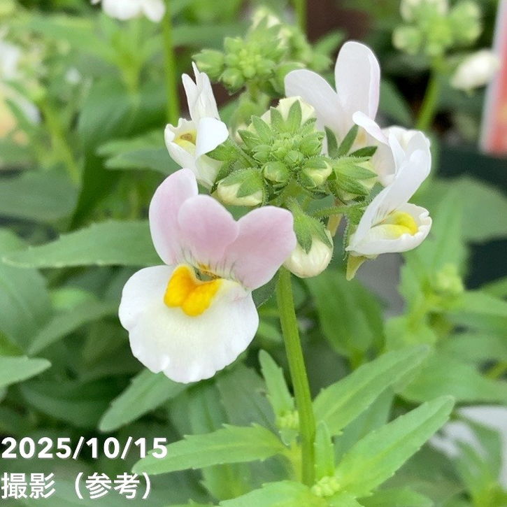 ネメシア メーテル グッピー 3.5号×3株セット｜草花04-PA | 草花