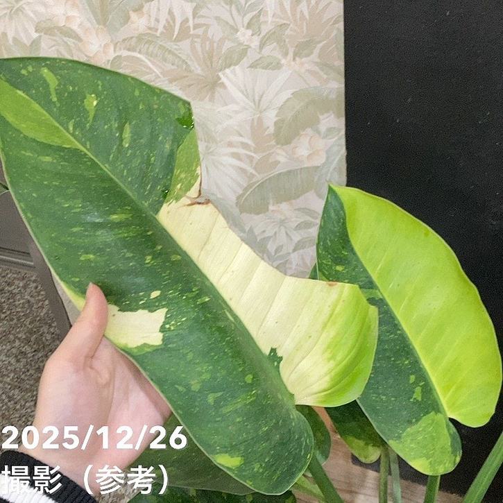現品お届け】フィロデンドロン グリーンコンゴ Philodendron Green