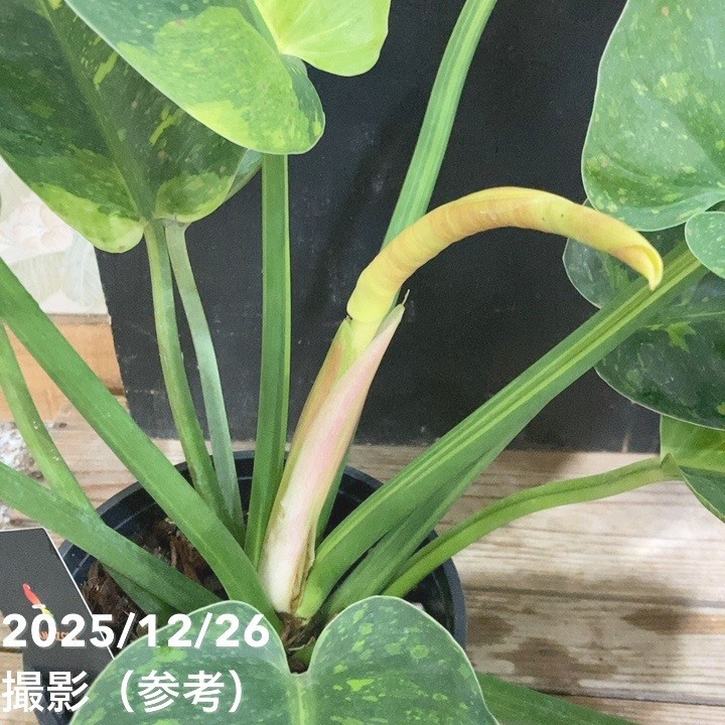 1927年フィリピンのクリオン島ハンセン病コロニー5センタボス硬貨（大珍） フィリピン-Philippines. PCGS MS65. Silver. 20センタボ(Centavos