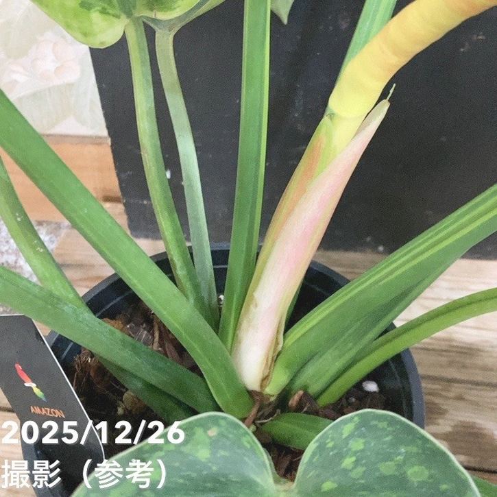 1927年フィリピンのクリオン島ハンセン病コロニー5センタボス硬貨（大珍） 50センタボ硬貨|フィリピン|コレクターズショップトモリンズ24