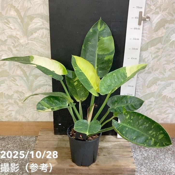 現品お届け】フィロデンドロン グリーンコンゴ Philodendron Green