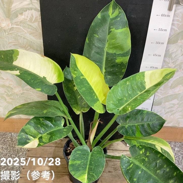 現品お届け】フィロデンドロン グリーンコンゴ Philodendron Green