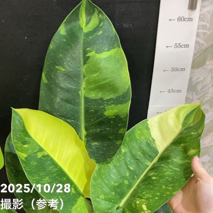 現品お届け】フィロデンドロン グリーンコンゴ Philodendron Green