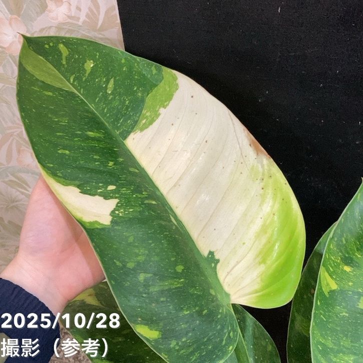 現品お届け】フィロデンドロン グリーンコンゴ Philodendron Green
