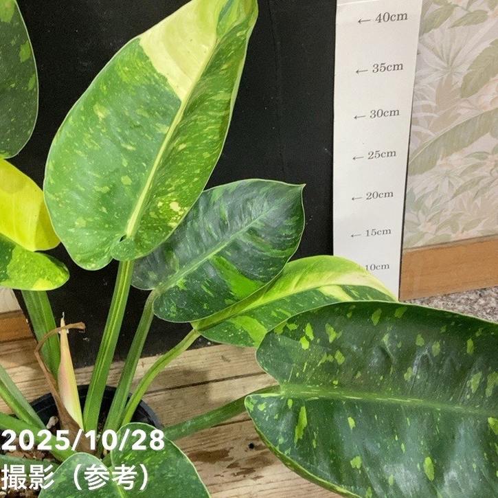 現品お届け】フィロデンドロン グリーンコンゴ Philodendron Green
