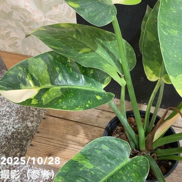 現品お届け】フィロデンドロン グリーンコンゴ Philodendron Green
