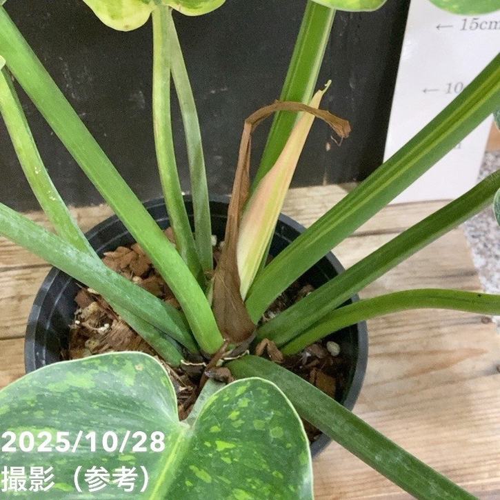 現品お届け】フィロデンドロン グリーンコンゴ Philodendron Green