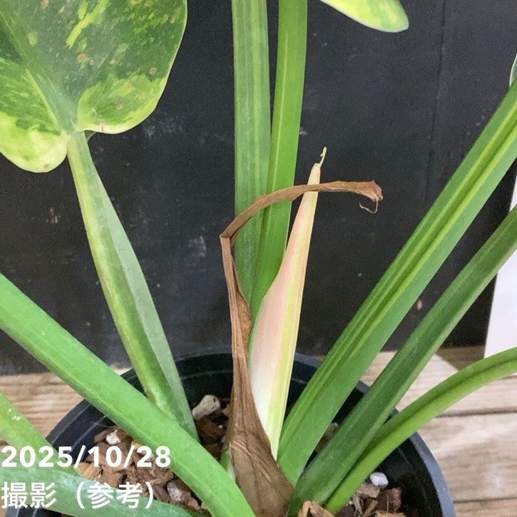 現品お届け】フィロデンドロン グリーンコンゴ Philodendron Green