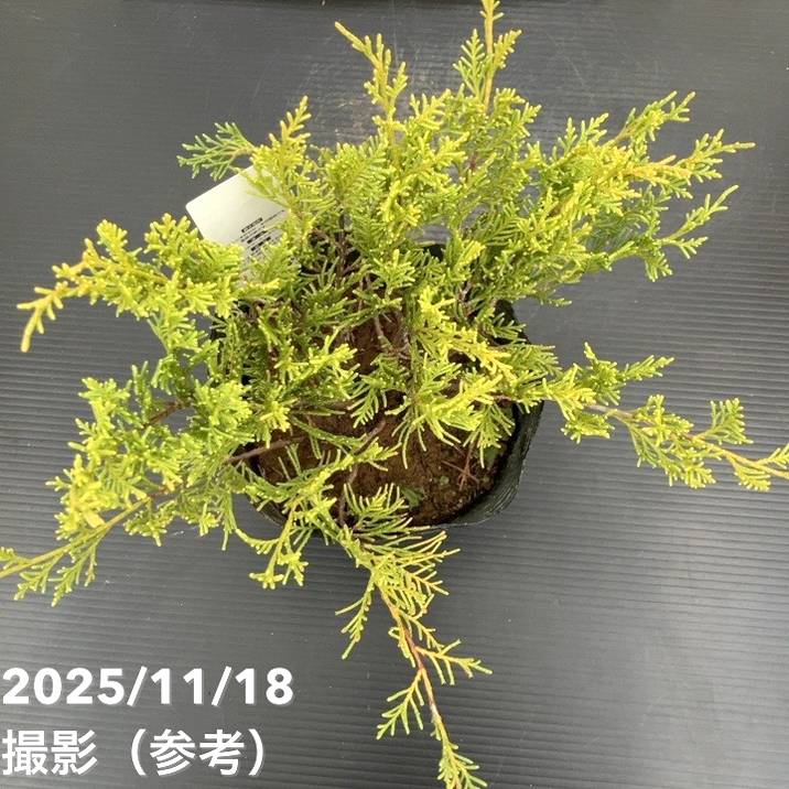 コニファー這性 オールドゴールド 5号|花木10-TU