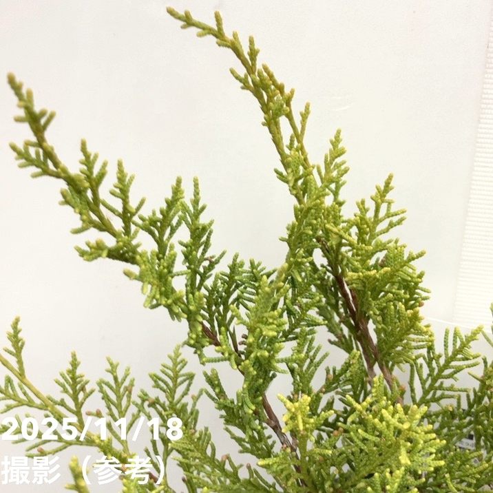 コニカ　レインボーズエンド　　 真鍋庭園さんの希少コニファー コニファー這性 オールドゴールド 5号｜花木10-TU | 花木・庭木,[垣根