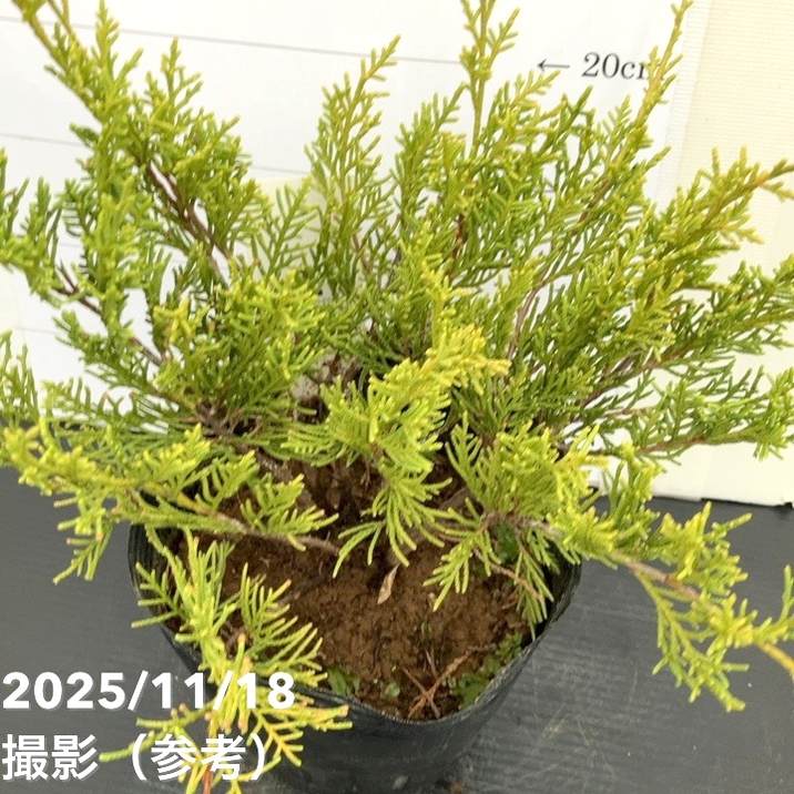 コニファー這性 オールドゴールド 5号｜花木10-TU | 花木・庭木,[垣根