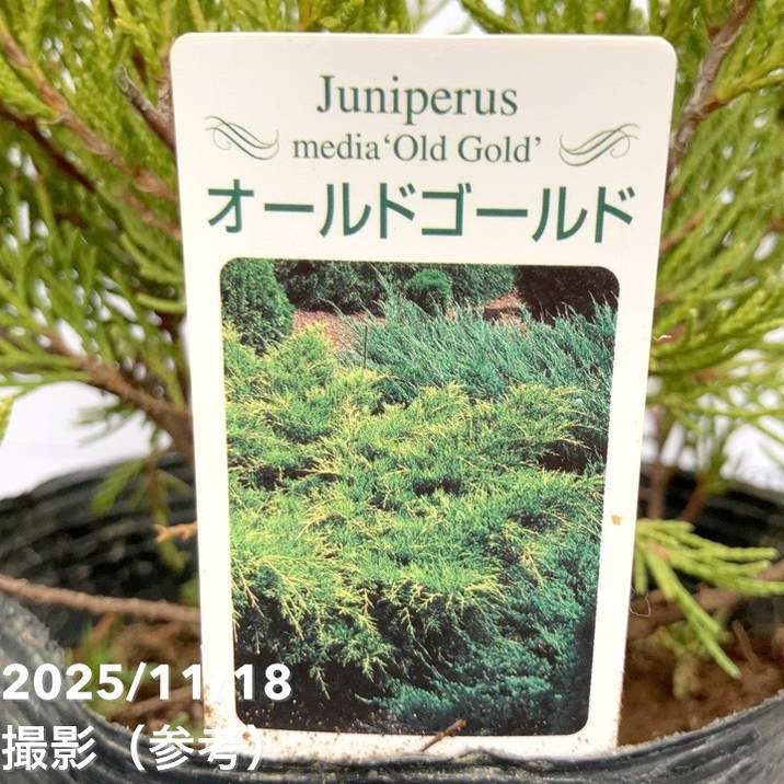 コニファー這性 オールドゴールド 5号|花木10-TU