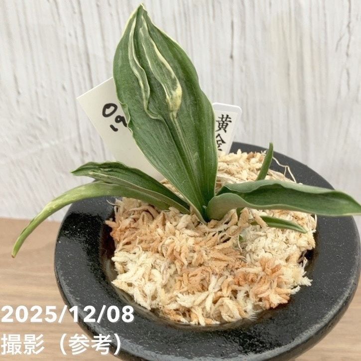 現品お届け】豊明園 万年青 オモト 黄金錦 陶器鉢（O19）｜観葉10-TU